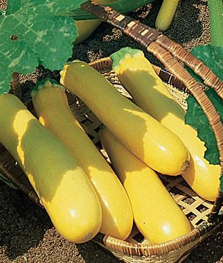 (Whole 1 oz) ฟักทอง ซูชินี่ โกลเด้น - Golden Zucchini Squash