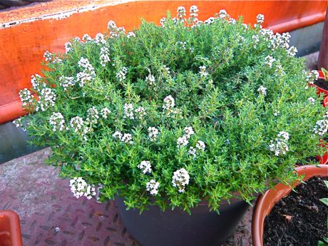 ไทม์ - Thyme