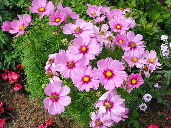 (Whole 1 Oz) ดาวกระจายสีชมพู - Pink Cosmos Flower