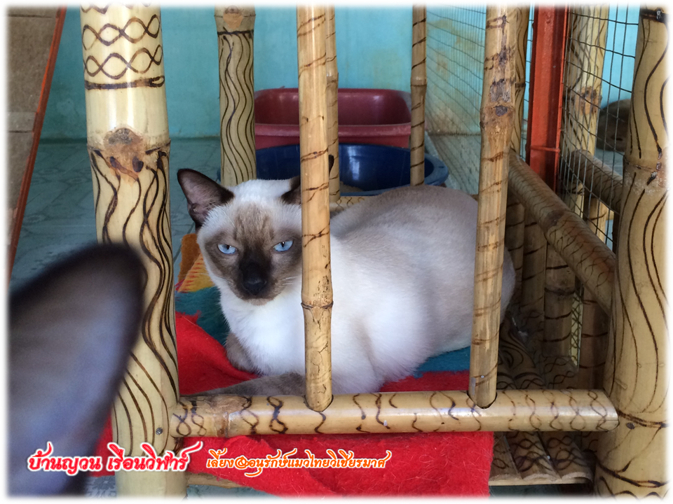 วิเชียรมาศ@บ้านยวนเรือนวิฬาร์