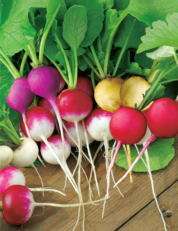 แรดิชกลม คละสี - Mixed Round Radish