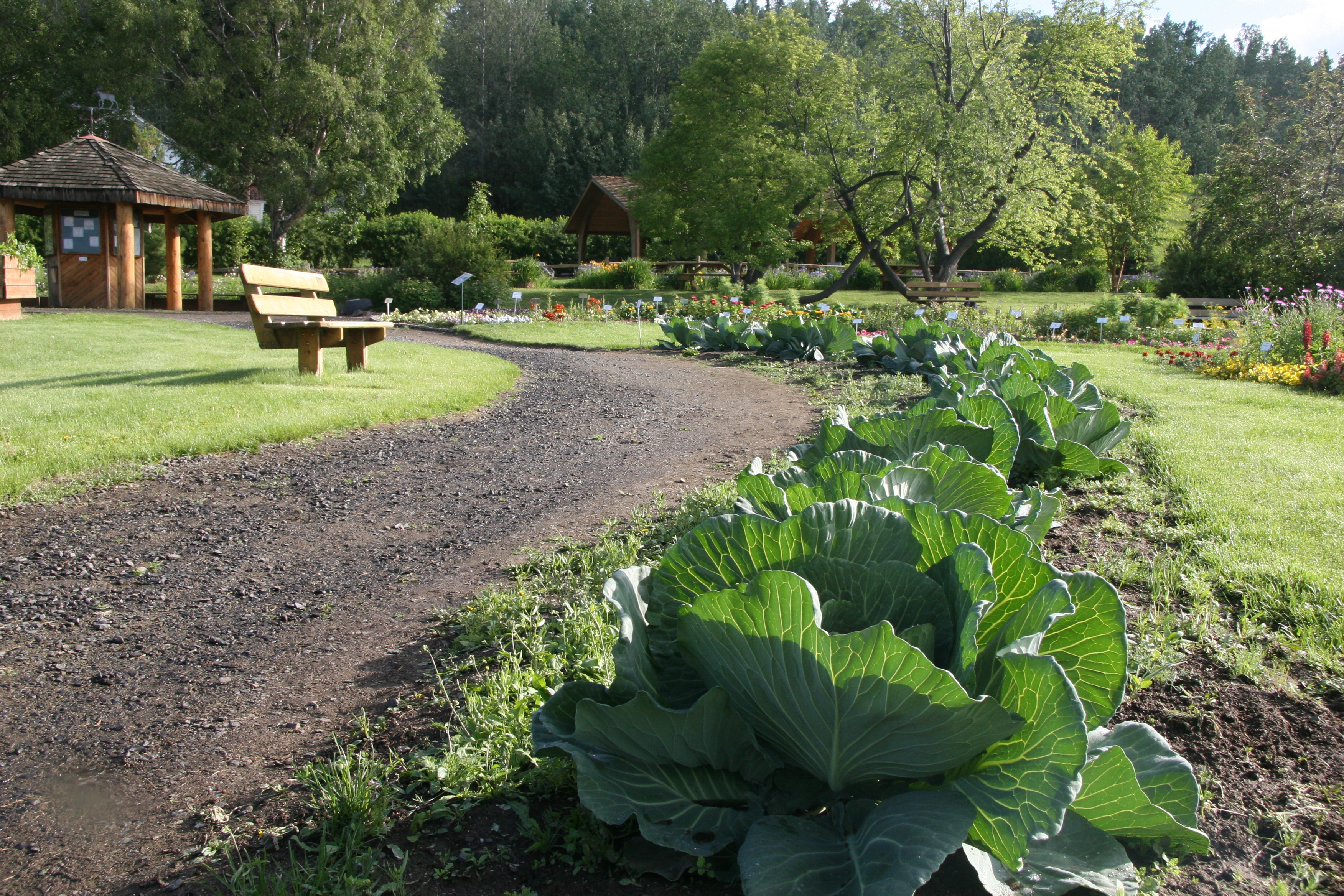 กะหล่ำปลียักษ์ - Giant Russian Cabbage