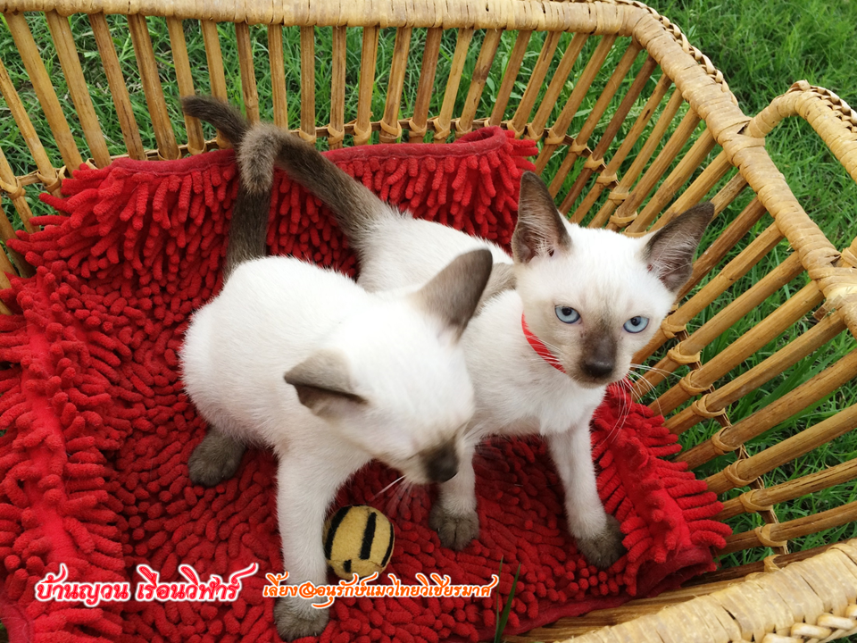 น้องแมว 16/8/2558