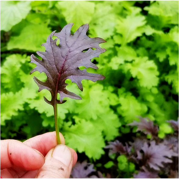 เมล็ดพันธุ์เคล เคเอ็กซ์วัน KX1 Baby Leaf Kale Seed 100 เมล็ด