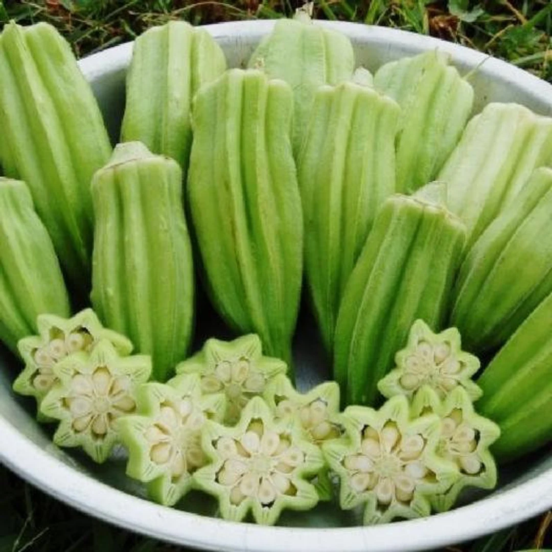 (Whole 1 Oz) เมล็ดพันธุ์ กระเจี๊ยบเขียว สตาร์ออฟเดวิด - Star Of David Okra Seed