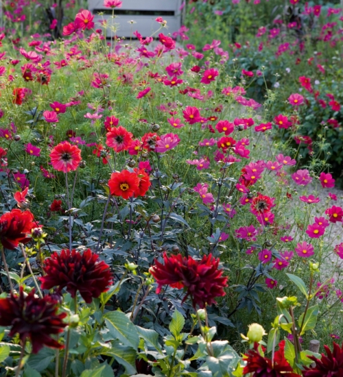 (Whole 1 Oz) ดาวกระจายสีแดง - Red Dazzler Cosmos