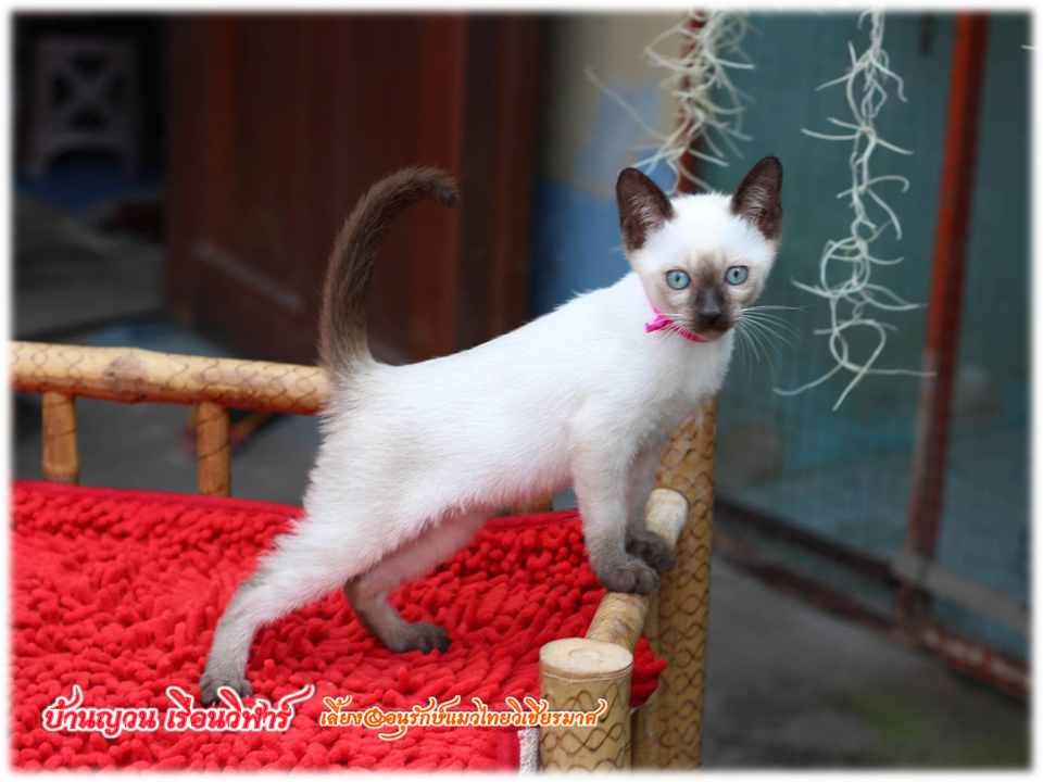 น้องแมวมมาใหม่ 2/2562