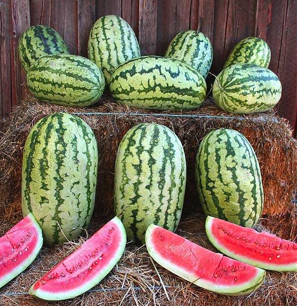 แตงโมคลอนไดค์ - Klondike Striped Watermelon