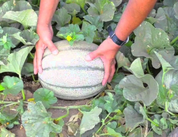 เมล่อนยักษ์ เอลกอร์โด - El Gordo Melon F1