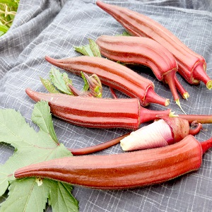 กะเจี๊ยบ จิงออเร้นจ์ - Jing Orange Okra