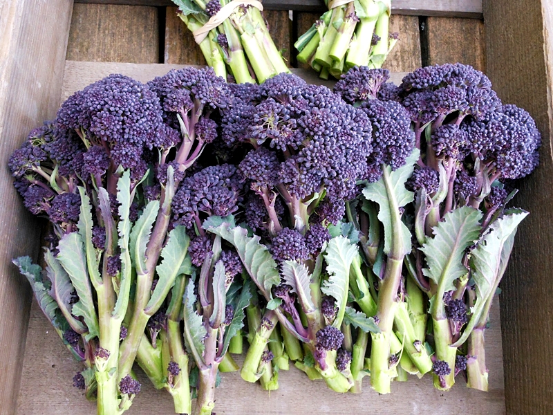 (Whole 1 Oz.) เบบี้บล็อคโคลี่สีม่วง - Purple Sprouting Broccoli