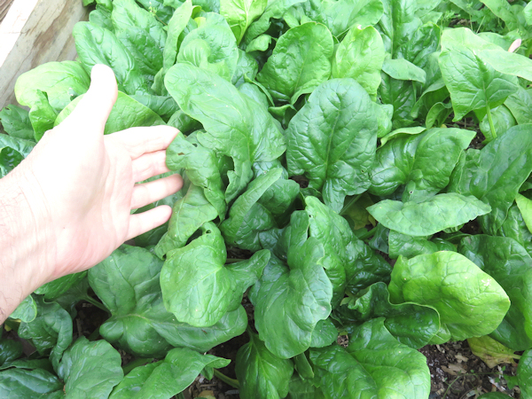 (Whole 1 Oz) เมล็ดพันธุ์ สปินิส ไวรอฟเลย์ - Viroflay Spinach Seed