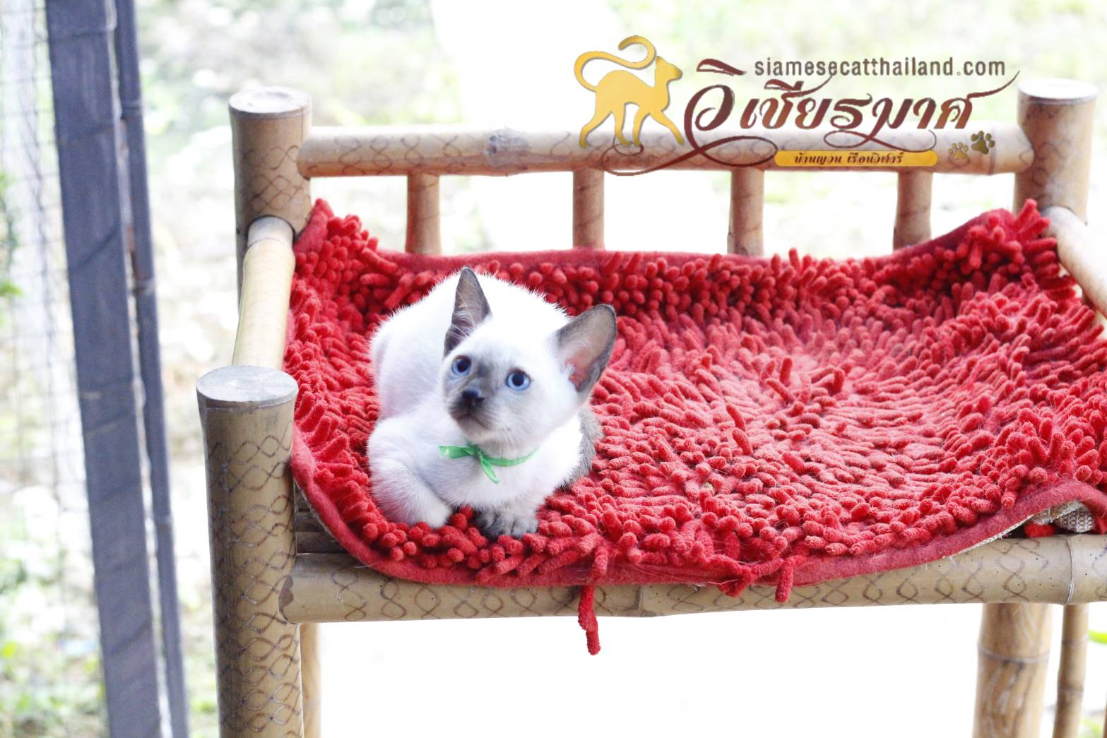 แมววิเชียรมาศ รุ่น 9/2565