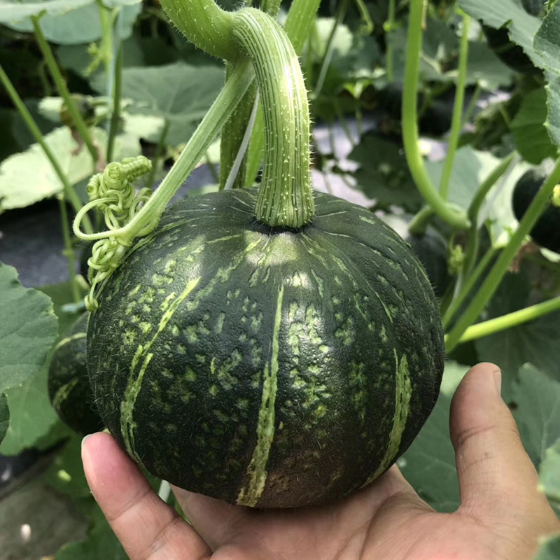 เมล็ดพันธุ์ ฟักทองญี่ปุ่น โอเมะเซียน Omesian Kabocha Squash F1 Seed