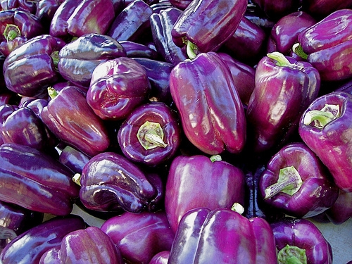 เมล็ดพันธุ์ พริกหวานม่วง ไลแลค เบล Lilac Bell Sweet Pepper