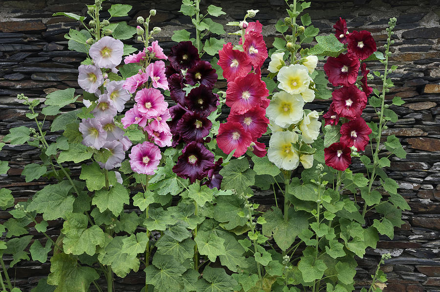 (Whole 1 Oz) เมล็ดพันธุ์ ฮอลลีฮ็อคคละสี - Mixed Hollyhock Seed