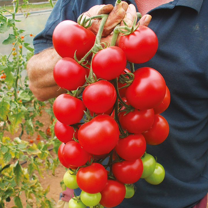 (Whole 1 Oz) มะเขือเทศเชอรี่ผลใหญ่ - Large Red Cherry Tomato