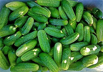 แตงกวา โฮมเมด พริคเคิล - Homemade Pickles Cucumber