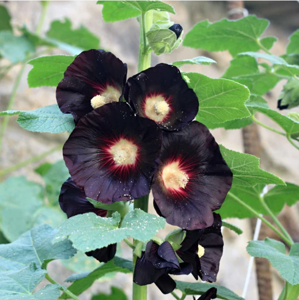 เมล็ดพันธุ์ ดอกฮอลลีฮ็อค สีดำ - Nigra Hollyhock Flower Seed