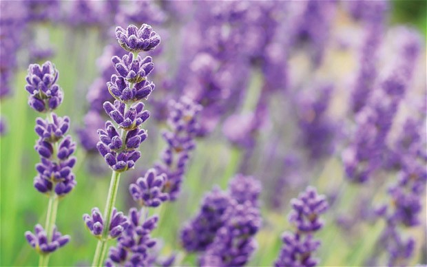 ลาเวนเดอร์ อังกฤษ - English Lavender Flower