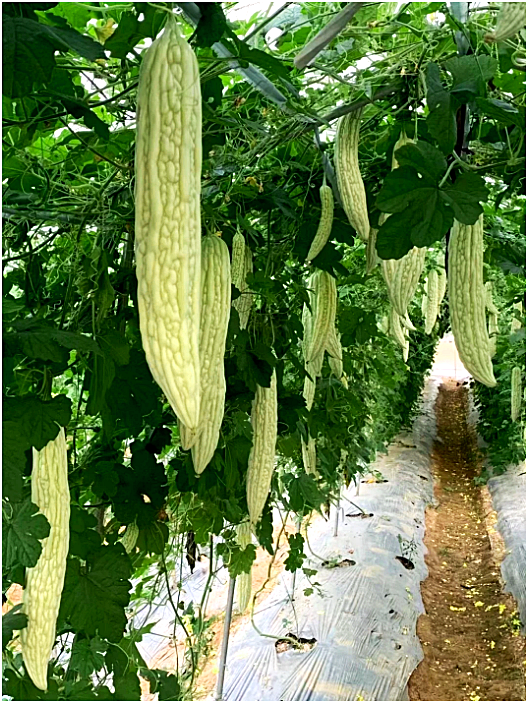 เมล็ดพันธุ์ มะระขาว ญี่ปุ่น - White Bitter Gourd Seed