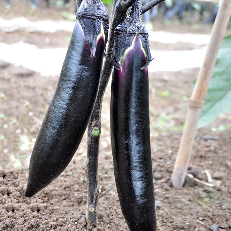เมล็ดพันธุ์ มะเขือยาวม่วง โทมาฮ็อค Tomahawk Long Eggplant F1 Seed