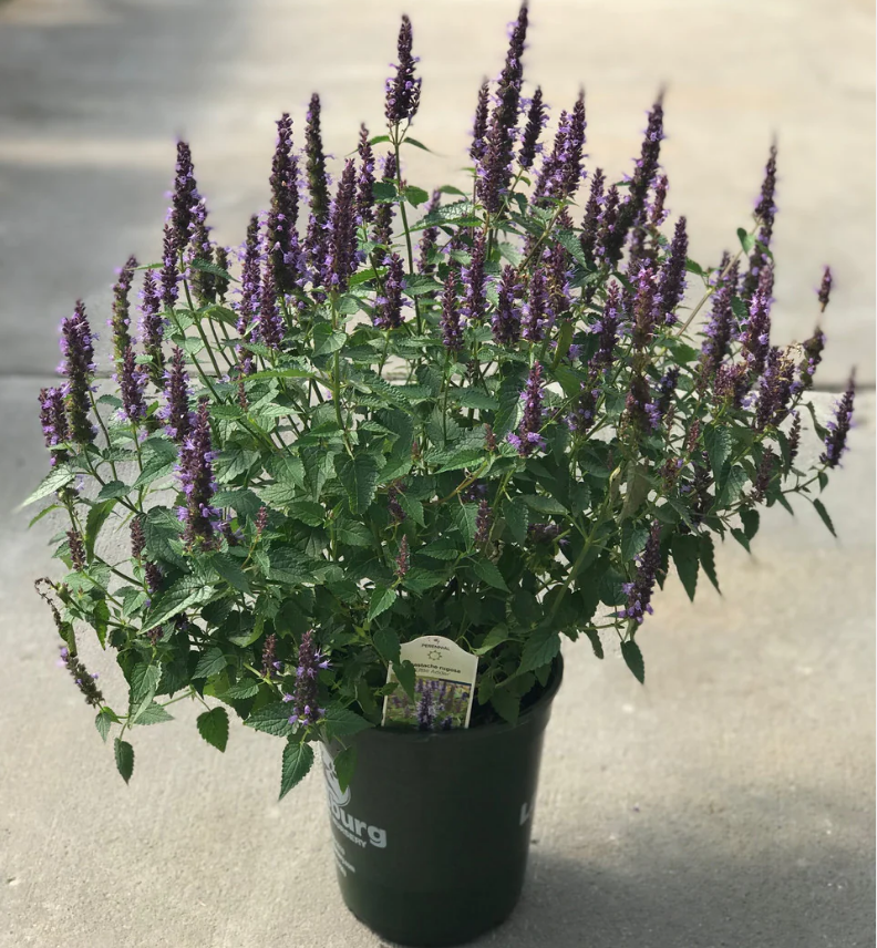 เมล็ดพันธุ์ มินต์เกาหลี - Korean Mint Seed