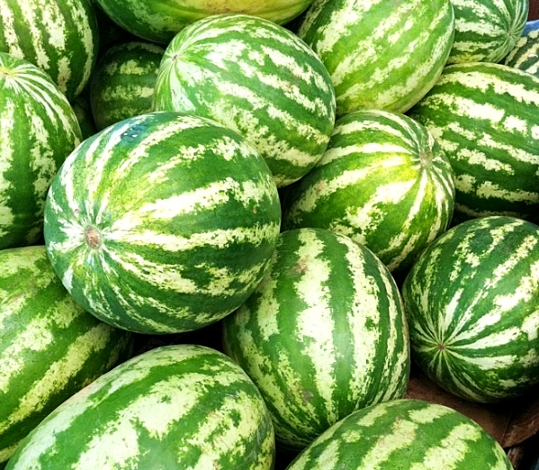 (Whole 1 Oz.) แตงโมคิมสันสวีท - Crimson Sweet Watermelon