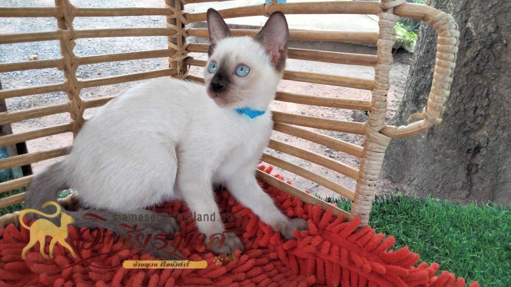 น้องแมวรุ่นใหม่ 6/2566