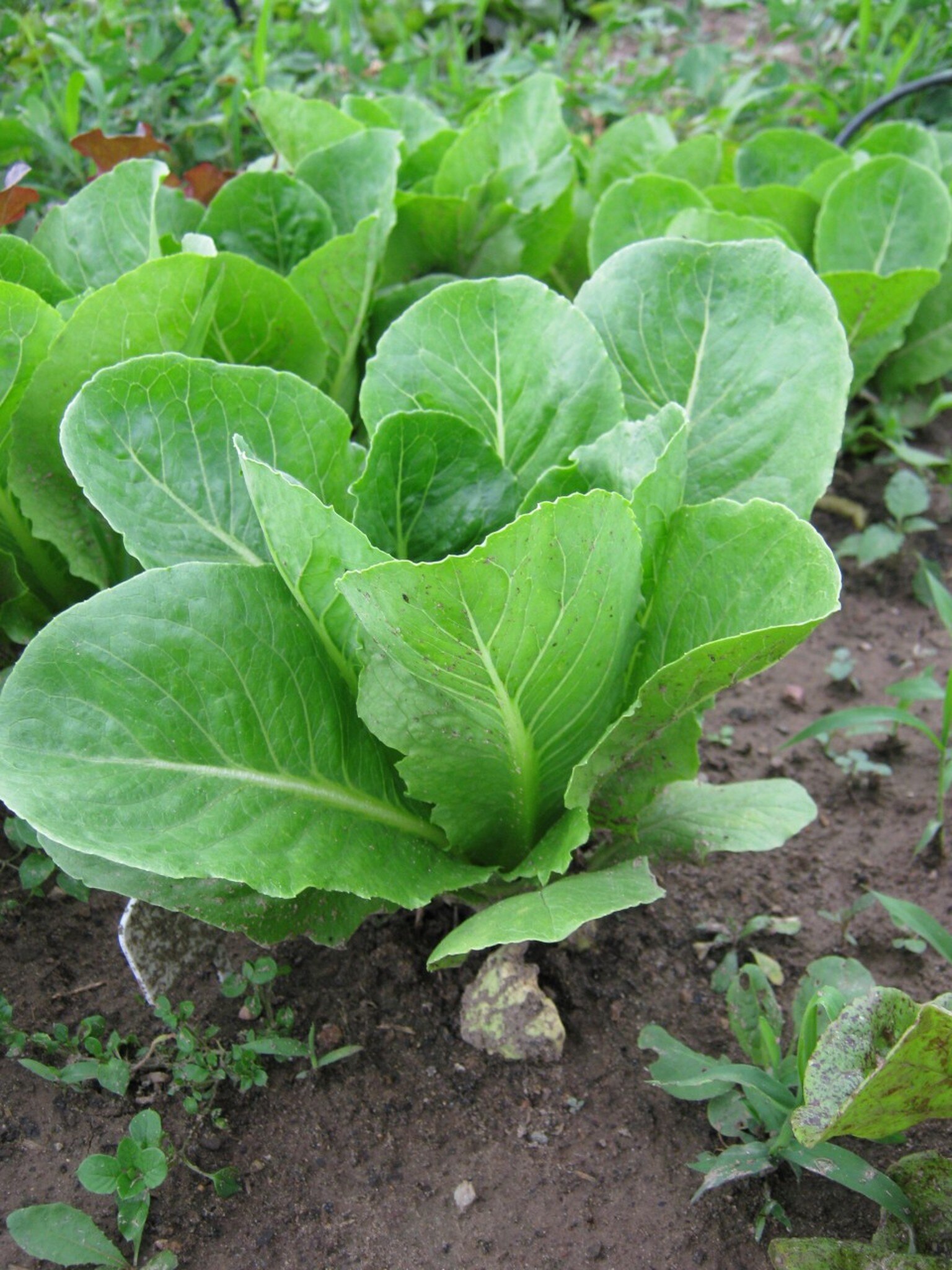 ผักสลัด ปารีสไอแลนด์ - Parris Island Cos Romaine Lettuce