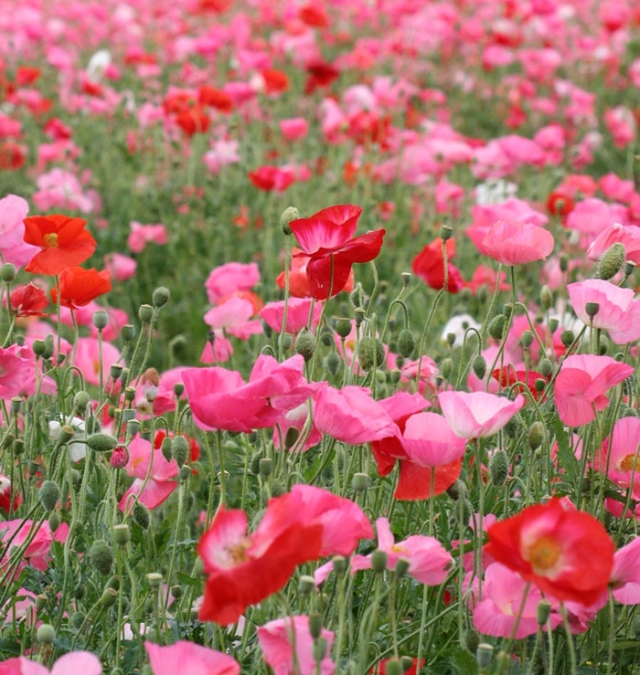 (Whole 1 Oz) ดอกป็อปปี้ คละสี - Mixed Poppy Flower