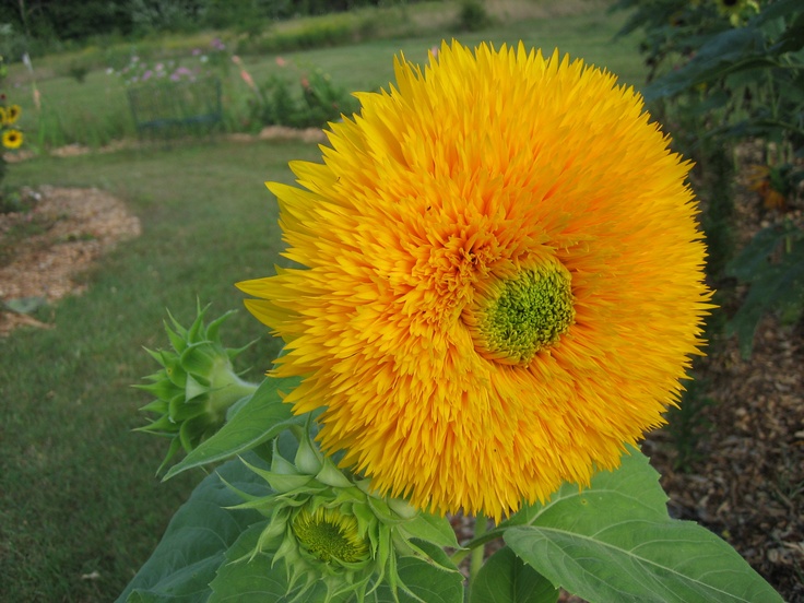 ทานตะวัน เทดดี้แบร์ - Teddy Bear Sunflower