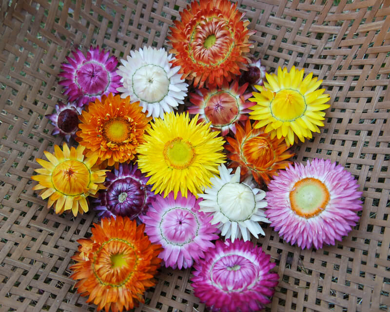 ดอกกระดาษคละสี - Mixed Strawflower
