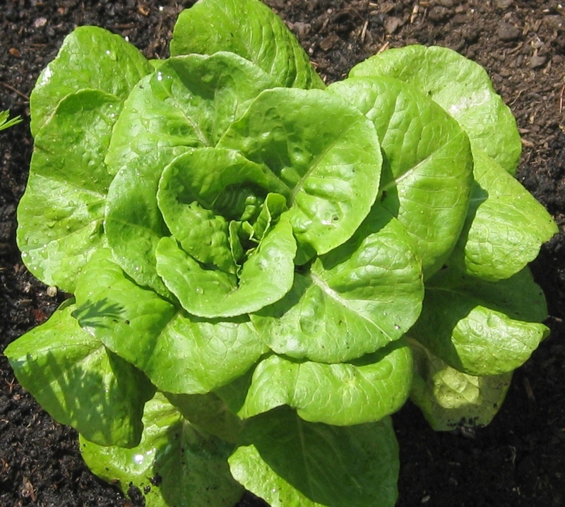 ผักสลัด บิบ - Bibb Lettuce