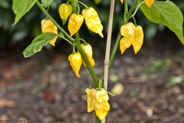 พริกฮาบาเนโร่ สีเหลือง - Lemon Habanero Pepper