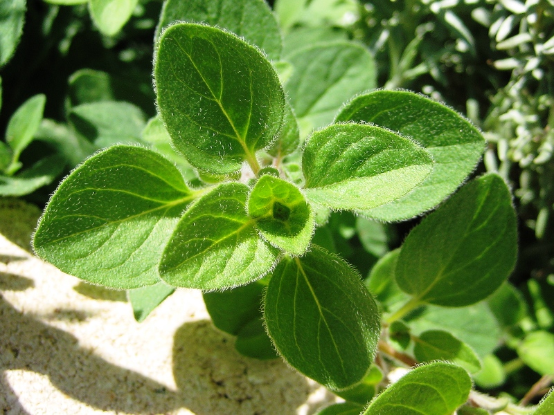 ออริกาโน่ - Oregano