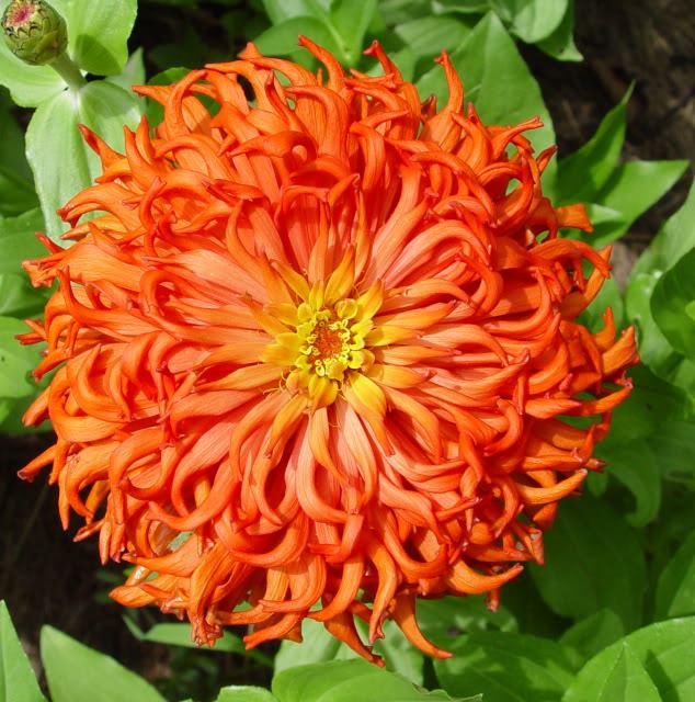 บานชื่นแคคตัส คละสี - Cactus zinnia flower Mix
