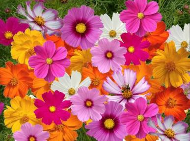(Whole 1 Oz) ดาวกระจายคละสี - Mixed Cosmos Flower