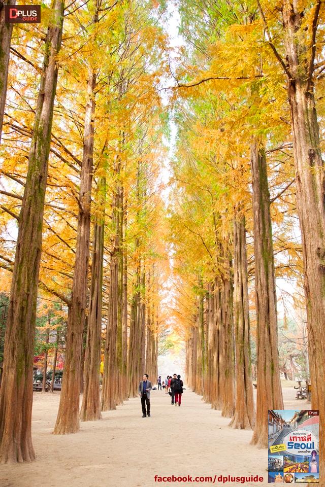 สองขาพาตะลุยเกาหลี Seoul และรอบโซล