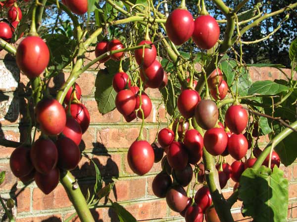 ทามาริลโล่ มะเขือเทศยืนต้น - Tamarillo Tree Tomato