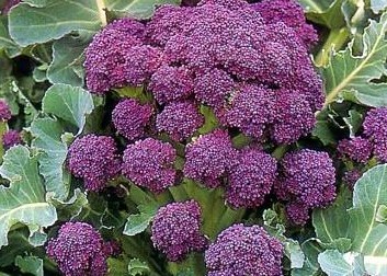 เบบี้บล็อคโคลี่สีม่วง - Purple Sprouting Broccoli