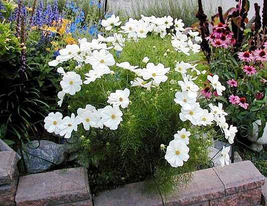 ดาวกระจายสีขาว - White Cosmos Flower