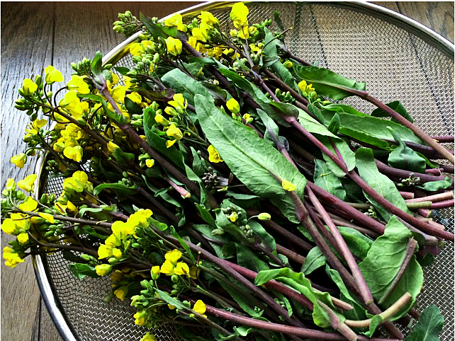 กวางตุ้ง ฮอนไซไต - Hon Tsai Tai Yu Choy Sum Seeds