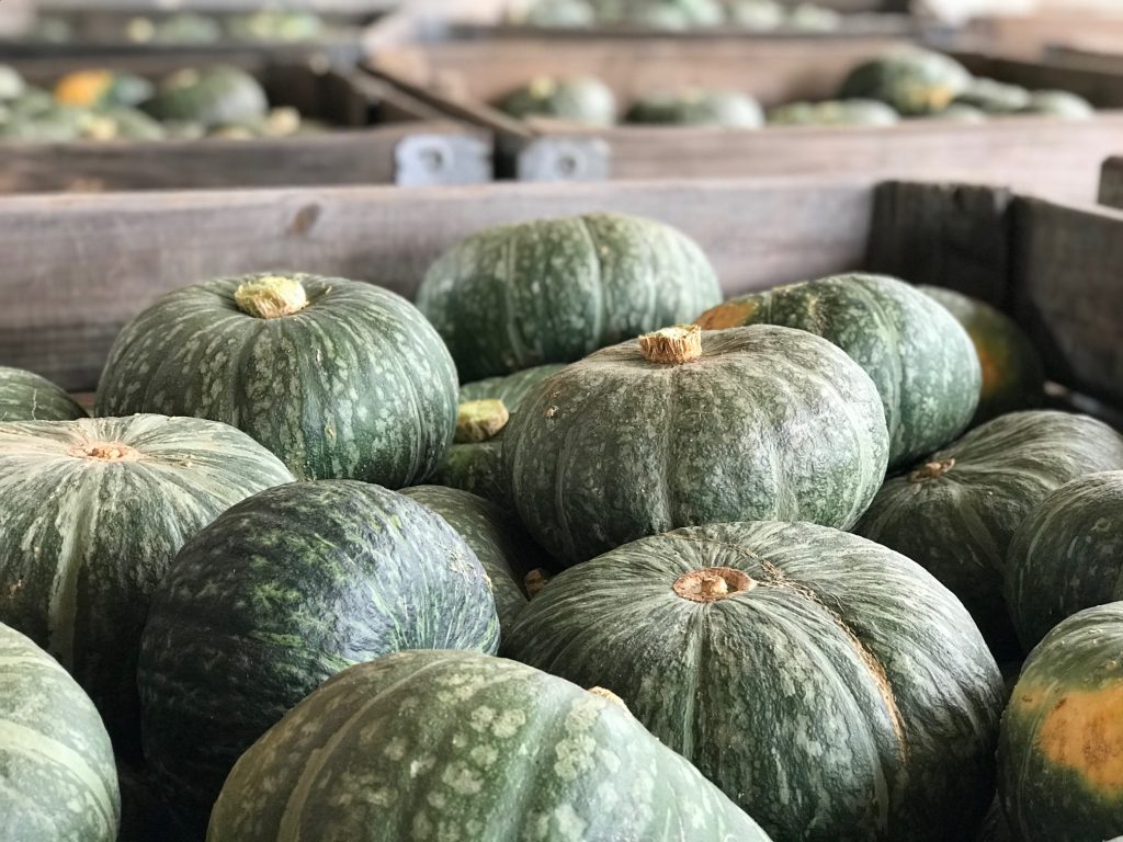 เมล็ดพันธุ์ ฟักทองญี่ปุ่น เดลิก้า Delica Kabocha Squash F1 Seed