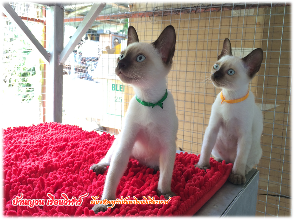 น้องแมว 18/6/2559