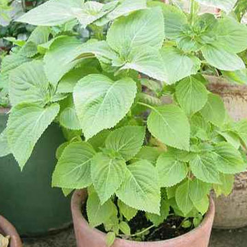 เมล็ดพันธุ์ ชิโซะเขียว - Beefsteak Green Shiso Seed