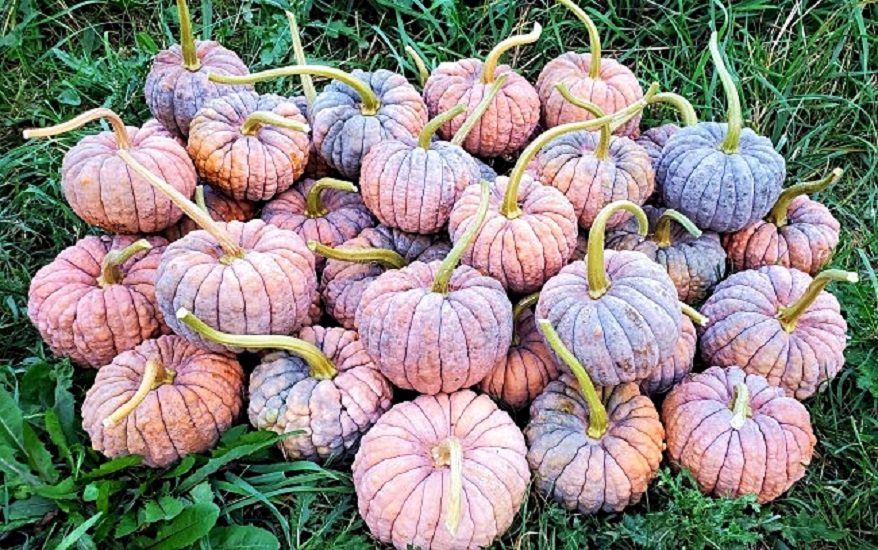 เมล็ดพันธุ์ ฟักทองแบล็คฟุตซึ - Black Futsu Pumpkin Seed