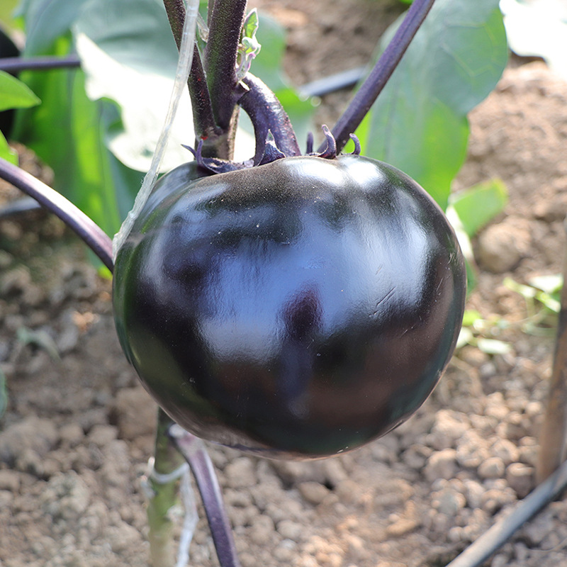 เมล็ดพันธุ์ มะเขือดำ วอร์ฮอซ War Horse Round Eggplant F1 Seed
