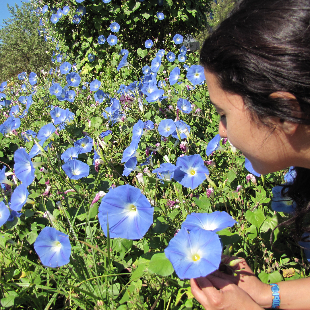 มอนิ่งกลอรี สีฟ้า - Heavenly Blue Morning Glory Flower