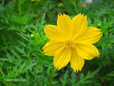 (Whole 1 Oz) ดาวกระจายสีเหลือง - Yellow Cosmos Flower